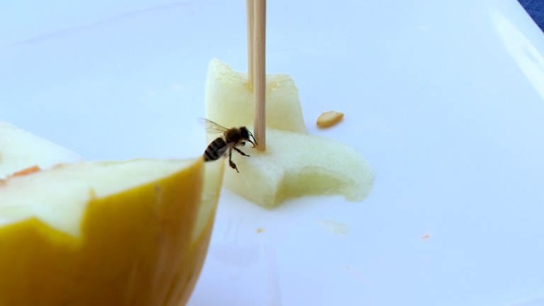Eine Biene sitzt auf einem Stückchen Honigmelone, die eine hellgelbe, glatte Schale hat. Alles Wissenswerte zu Zuckermelonen, Wassermelonen, Galia-, Netzmelone und Cantaloupe