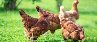 Hühner laufen auf der Wiese herum. Aldi Süd und Nord sind zusammen der größte deutsche Discounter. Bio-Produkte spielen eine immer größere Rolle, auch bei Supermärkten und Discountern. Wie es bei Bio-Eiern und Tierhaltung bei Aldi-Lieferanten aussieht.