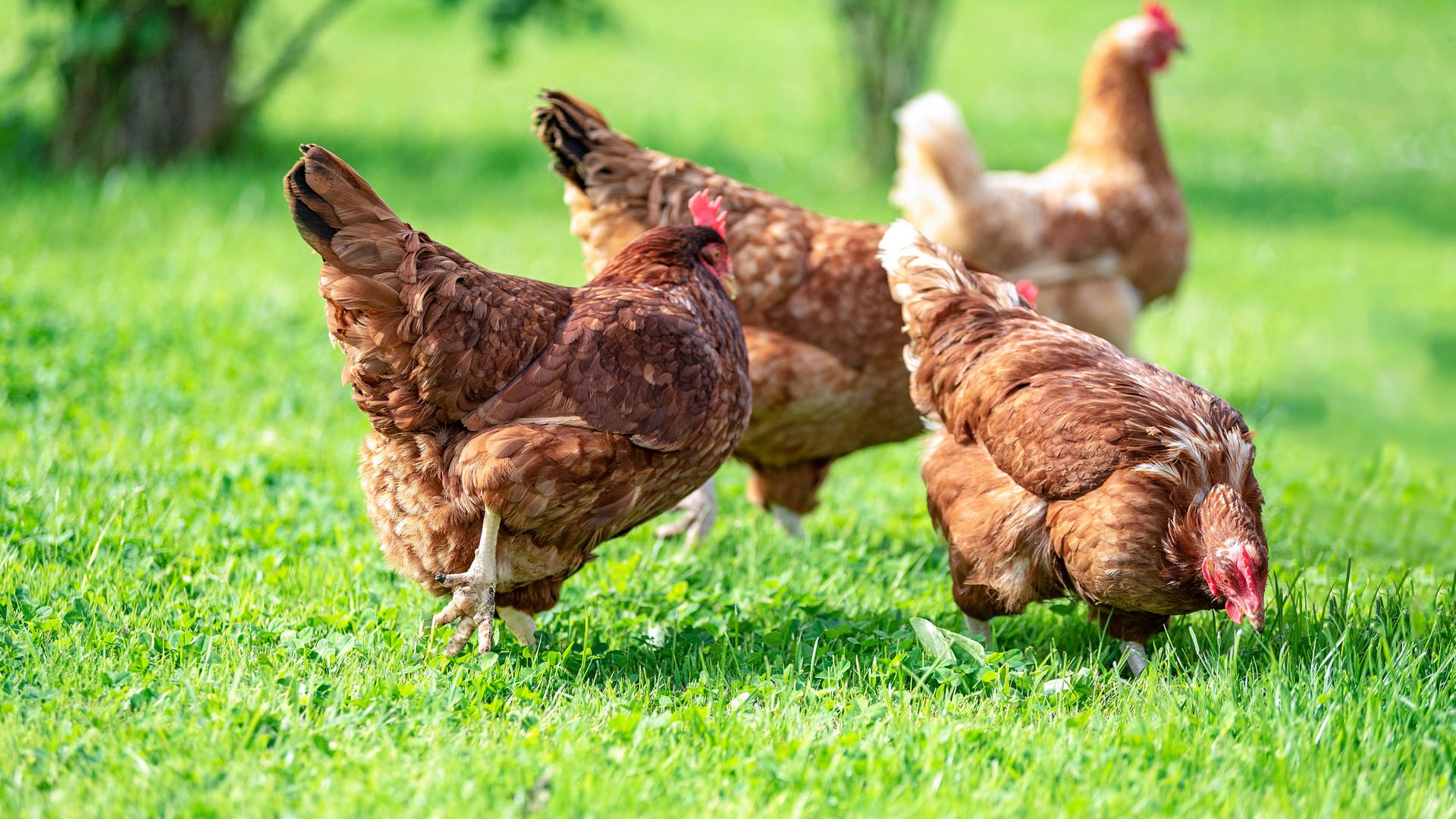 Bio bei Aldi: Wie der Discounter bei Eiern, Fleisch und Lebensmitteln vorankommt