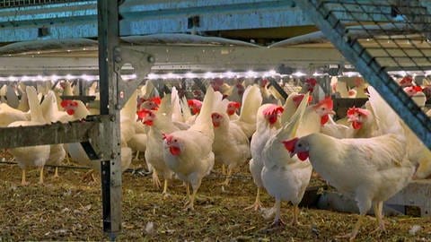 Viele Hühner laufen im Stall umher. Aldi Süd und Nord sind zusammen der größte deutsche Discounter. Wir checken Preis und Qualität. Wie gut sind Bio-Eier, Bio-Lebensmittel und die Tierhaltung?