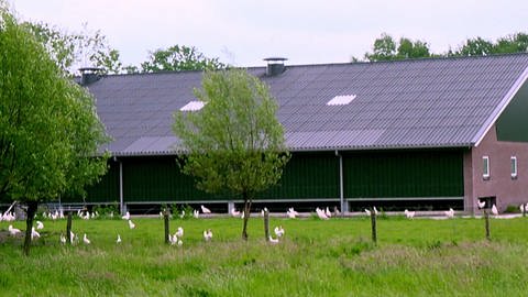 Hühner laufen im Freien herum. Aldi Süd und Nord sind zusammen der größte deutsche Discounter. Wir checken Preis und Qualität. Wie gut sind Bio-Eier, Bio-Lebensmittel und Haltungsformen? 
