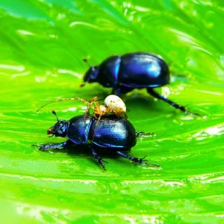 Ob Falter, Biene, Käfer oder Libellen: Insekten beobachten und dabei die Natur vor der eigenen Haustür besser kennenlernen – das ist der Insektensommer. 