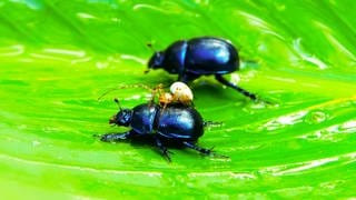 Ob Falter, Biene, Käfer oder Libellen: Insekten beobachten und dabei die Natur vor der eigenen Haustür besser kennenlernen – das ist der Insektensommer des Nabu.