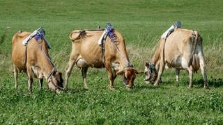 Mit umgebundenen Messgeräten stehen drei Kühe auf einer Weide des Versuchsguts Lindhof. Die Wiederkäuer produzieren Methan, ein klimaschädliches Treibhausgas. Forscher der Universität Kiel wollen den Methan-Produktion durch einen Kräutmix reduzieren. Dafür binden sie den Nutztieren auf einem Versuchsgut Gürtel um.