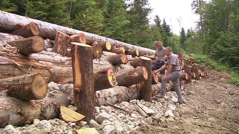 Eine "Kreinerwand" aus Kies und Baumstämmen gibt es normalerweise nur in den Alpen.