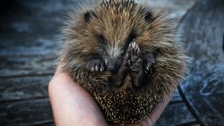 Kleiner Igel auf einer Hand: Experten warnen vor der tödlichen Gefahr durch Mähroboter für Igel.