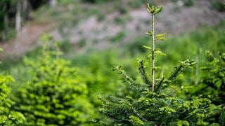 Weihnachtsbäume im Sommer.