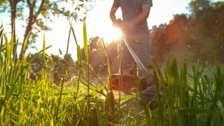 Hohes Gras, welches Mensch mit elektrischer Sense trimmt. Dubiose Gartenbau-Firmen kosten Geld und hinterlassen häufig Schäden.