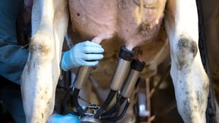 Kuh-Euter mit Melkmaschine: Der Konsum von Milch, Käse und anderen Milchprodukten sinkt derzeit in Deutschland. Die Verbraucherschutzorganisation foodwatch fordert, die Anzahl der Milchkühe in Deutschland zu halbieren. Nur so könnten die Klimaziele erreicht werden.