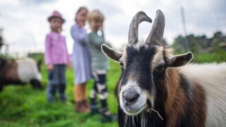 Eine Ziege schaut in die Kamera. Im HIntergrund sind drei Kinder zu erkennen, die mit ihrer Familie Urlaub auf dem Bauernhof machen.