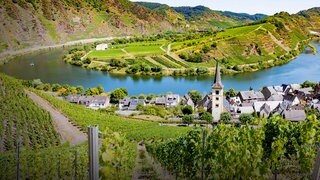 Das Bild zeigt eine Aussicht über die Moselschleife, die angrenzenden Weinberge und ein Dorf mit Kirchturm direkt an der Mosel.