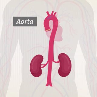 Hauptschlagader Aorta – worauf wir bei dem Organ am Herz achten sollten