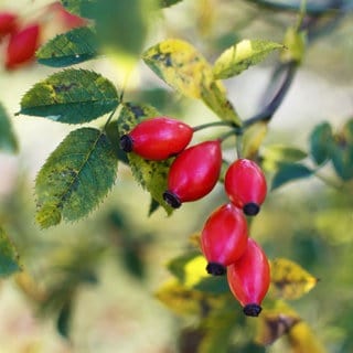 Hagebutten an Rosenstrauch. Das heimische Superfood ist essbar, gesund und ein Hausmittel gegen Erkältungen.