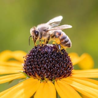 Biene auf einer gelben Blume mit grünem Hintergrund.