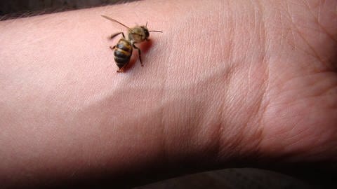 Eine Biene sitzt auf der Unterseite vom Hangelenk