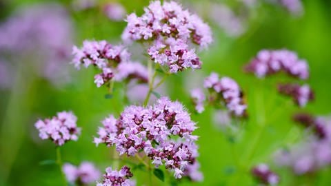 Oregano ist eine winterharte Staude, die rosa- bis pinkfarben blüht.