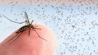 Eine Mücke sitzt auf einem Finger. Im Hintergrund fliegen etliche weitere Stechmücken.