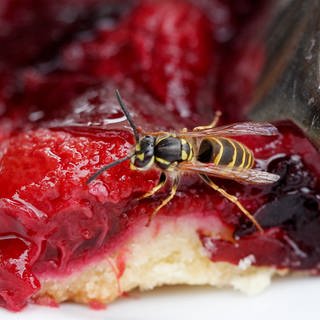 Wespe sitzt auf einem roten Kuchen mit hellem Boden.
