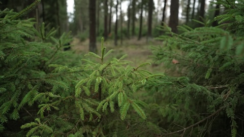 Tannenbäume im Wald binden Kohlenstoffdioxid und wandeln ihn in Sauerstoff um.