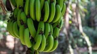 Zu sehen sind Bananen auf einer Plantage