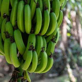 Zu sehen sind Bananen auf einer Plantage