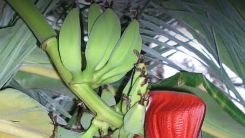 Zu sehen ist eine Oman-Banane, die zur Schädlingsbekämpfung dient