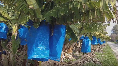 Bananen werden auf Plantagen mit Plastiktüten geschützt
