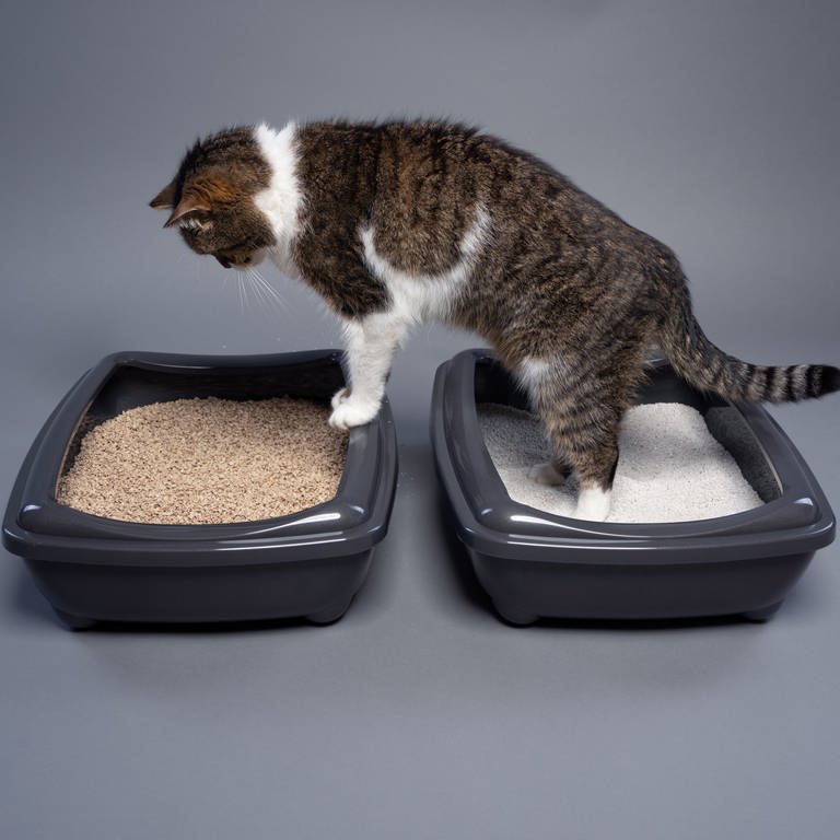Eine Katze steht auf zwei Behältnissen mit Katzenstreu.