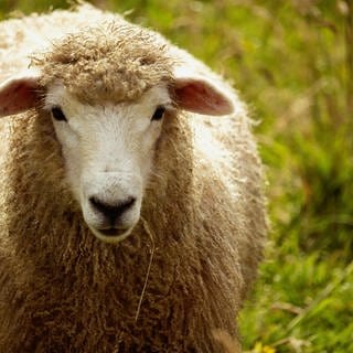 Ein Schaf steht primär in der linken Bildhälfte auf einer Wiese. Wolle für Funktionskleidung.