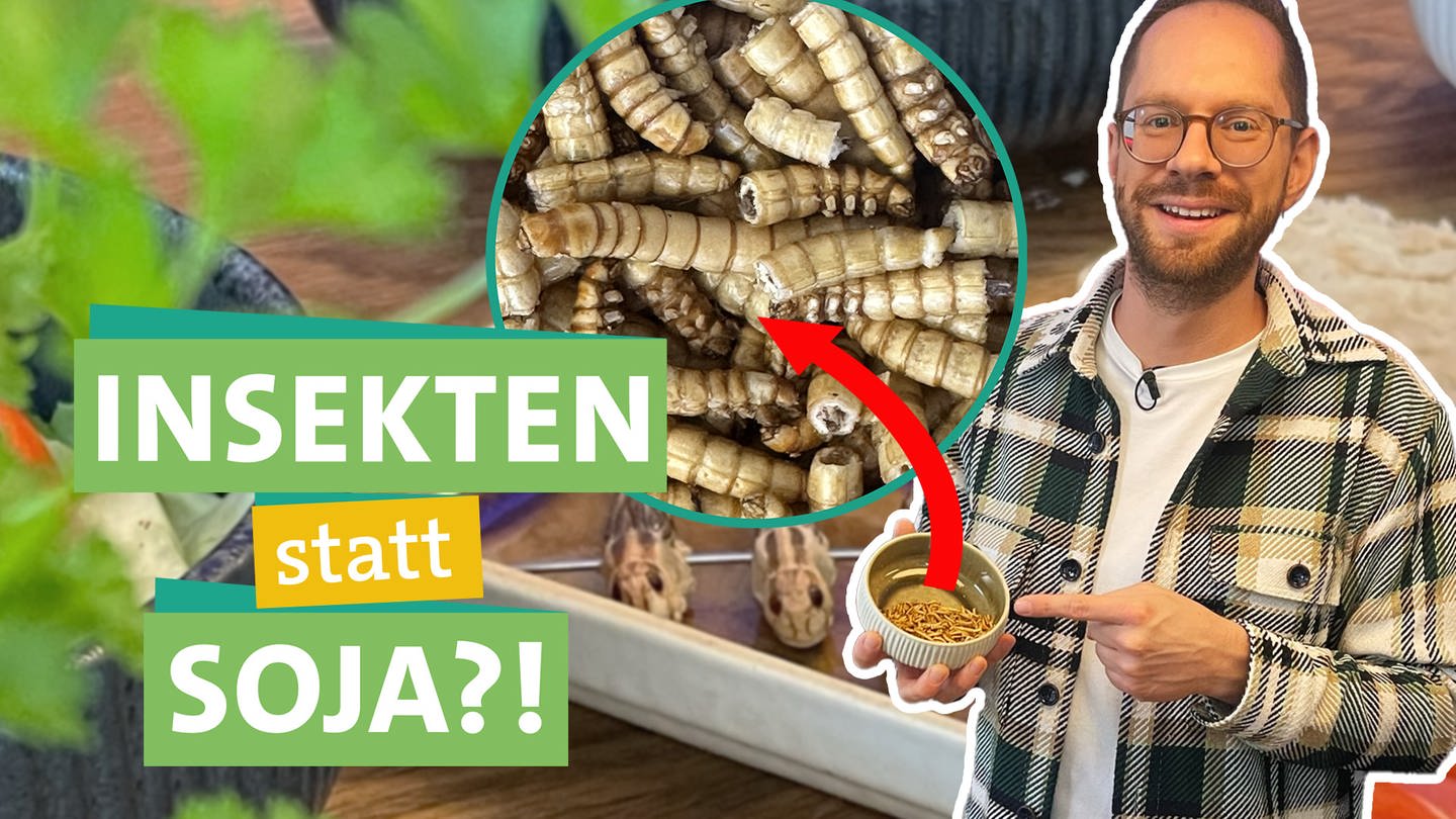 In der linken Bildhälfte steht Ökochecker Tobias Koch und hält eine kleine weiße Schale, gefüllt mit Maden, in die Kamera. Er lächelt in die Kamera. In der Mitte des Fotos ist eine Nahaufnahme der Maden, unterlegt mit einem roten Pfeil, zu sehen. Im Hintergrund sind weitere Insekten auf einem Holztisch, sowie eine grüne Pflanze zu erkennen. Links steht 