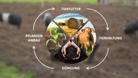 Eine Graphik beschreibt die Kreislaufwirtschaft wie sie in der Bio-Landwirtschaft genutzt wird. Jedes Viertes Eines Kreises steht für eine andere Komponente. Im oberen viertel des Kreises steht ein Heuballen für Tierfütter, im Uhrzeigersinn rechts ist eine Kuh für die Tierhaltung zu sehen. Unten ist ein Bild von Erde für die Dünung und im linken Viertel keine Pflanzen für den Pflanzenanbau. Der Kreis ist außen mit Pfeilen beschriftet.