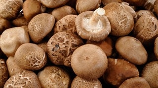 Shiitake