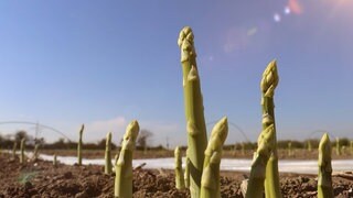 Mehrere Stangen grünen Spargel wachsen aus der Erde