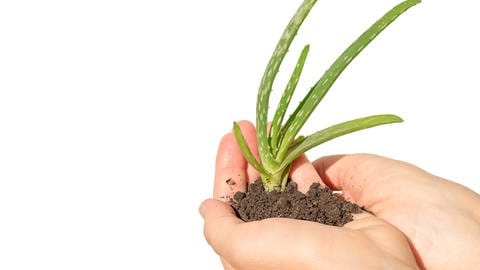 Die Heilpflanze Aloe Vera lässt sich leicht als Topfpflanze kultivieren.
