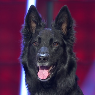 Schwarzer Schäferhund