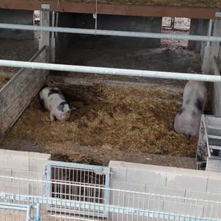 Schweine im abgezäunten Stall